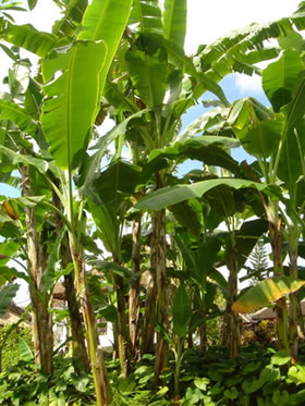 Bananenblatt